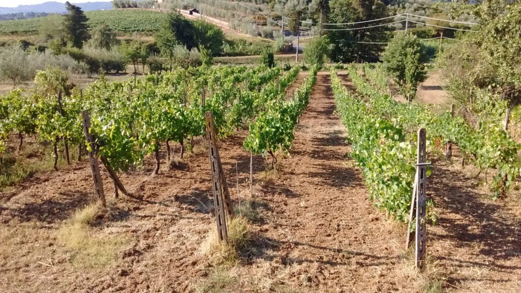 Una parte della vigna