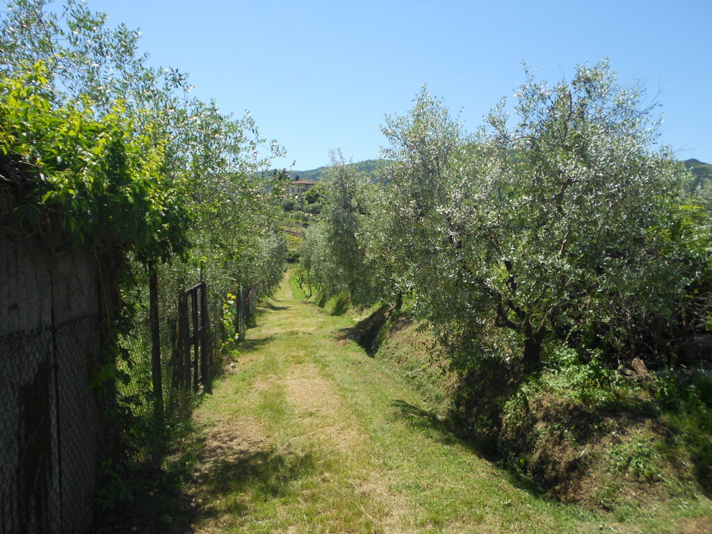 La redola (la strada in terra battuta che serve per raggiungere la vigna e l'oliveto)